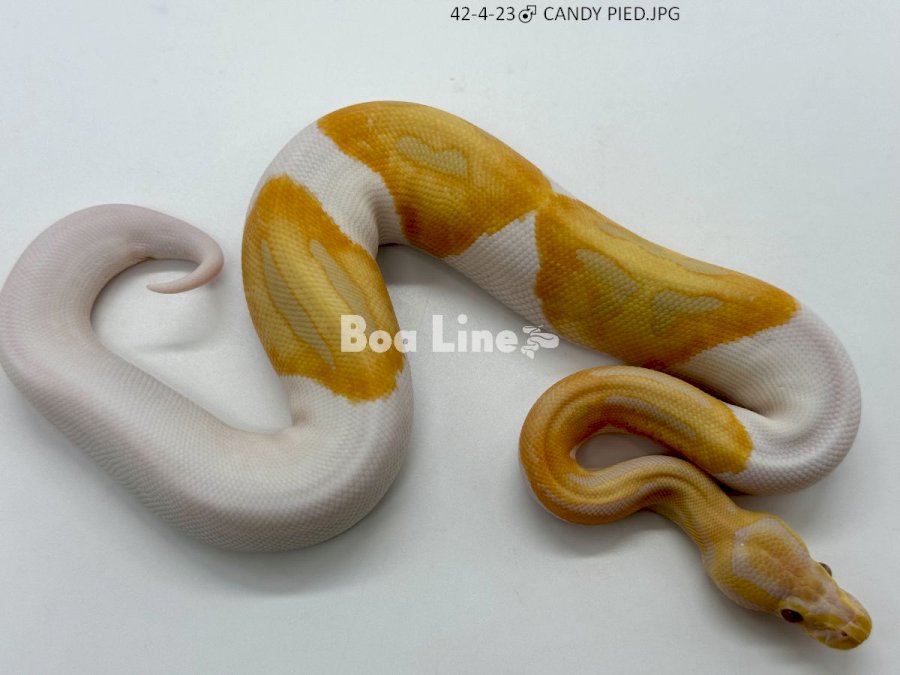 CANDY PIED